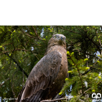 راسته عقاب سانان Accipitriformes